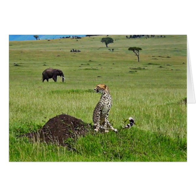 チータ象 (正面横)