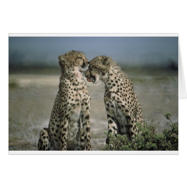 チータ (正面横)