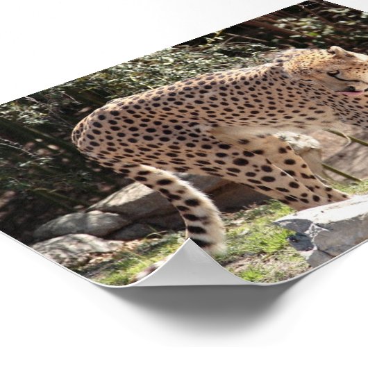 チータ3 ポスター (角)