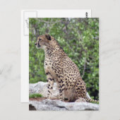 チータ4x6ポストカード ポストカード (正面/裏面)