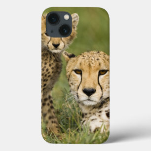 チータ、の幼いこどもとのAcinonyxのjubatus、 iPhone 13ケース
