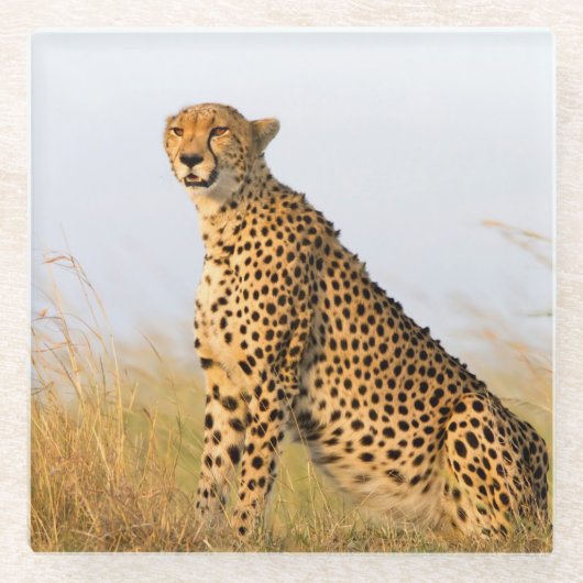 チータ ガラスコースター (正面)
