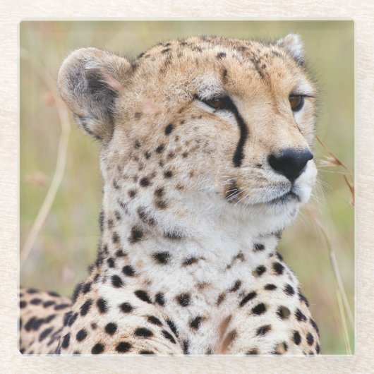 チータ ガラスコースター (正面)