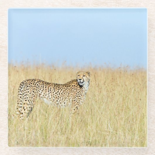 チータ ガラスコースター (正面)