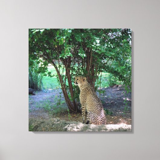 チータ キャンバスプリント (正面)