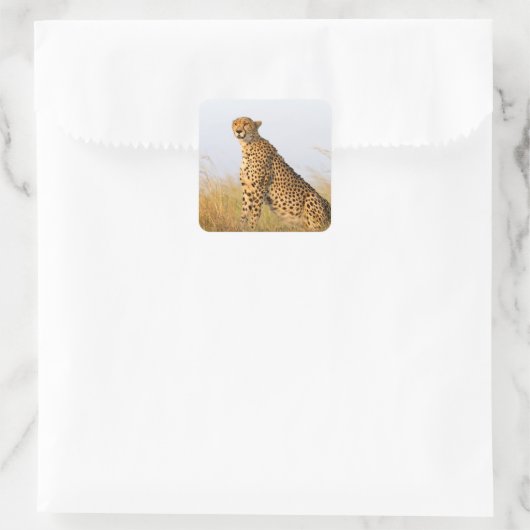 チータ スクエアシール (バッグ)