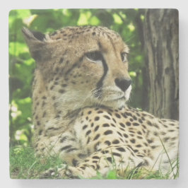 チータ ストーンコースター