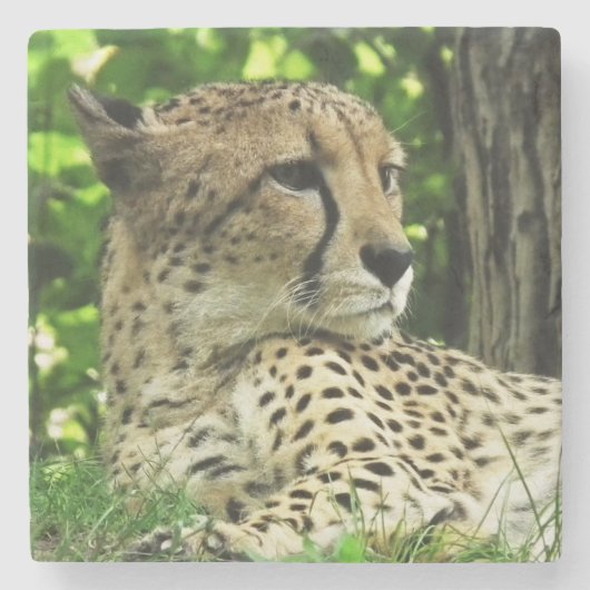 チータ ストーンコースター (正面)