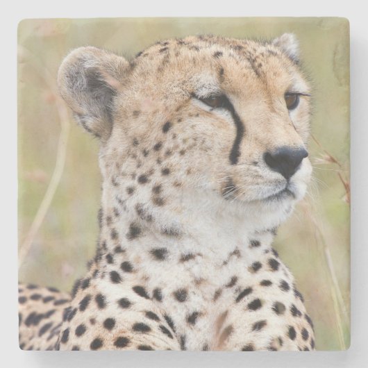 チータ ストーンコースター (正面)