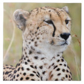 チータ タイル (正面)