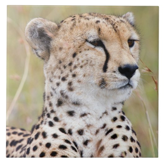 チータ タイル (正面)