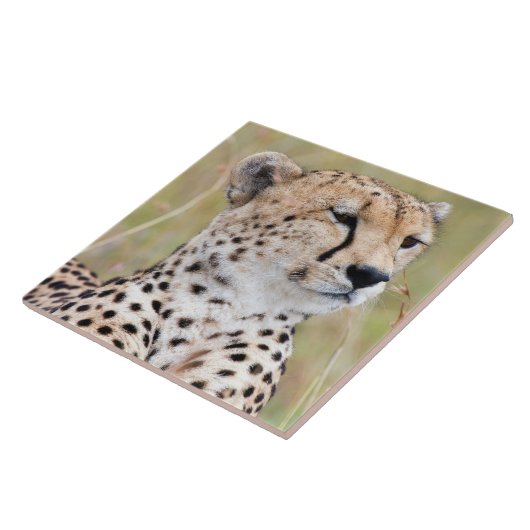 チータ タイル (側面)