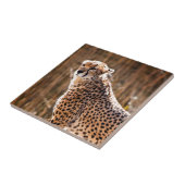 チータ タイル (側面)