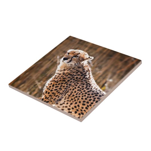 チータ タイル (側面)