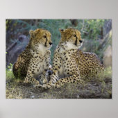 チータ ポスター (正面)