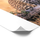 チータ ポスター (角)