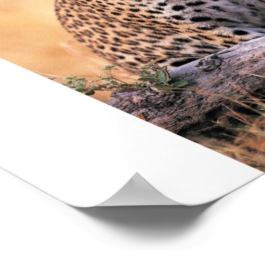 チータ ポスター (角)