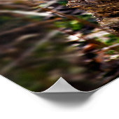 チータ ポスター (角)