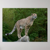 チータ ポスター (正面)