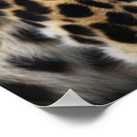 チータ ポスター (角)