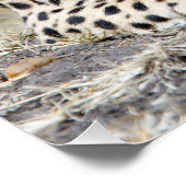 チータ ポスター (コーナー)