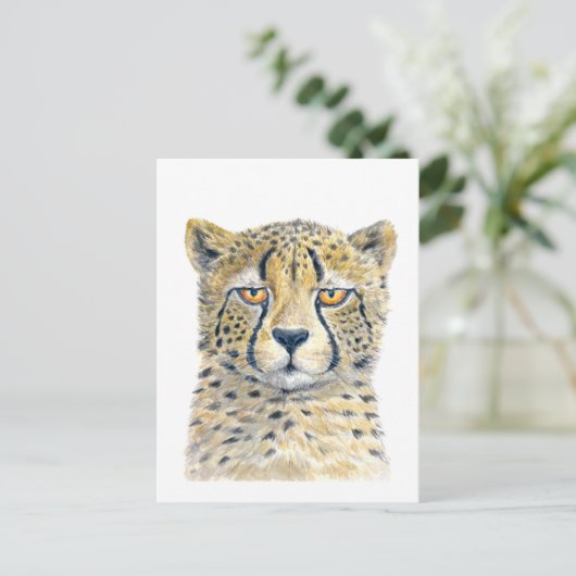 チータ ポストカード (スタンド正面)