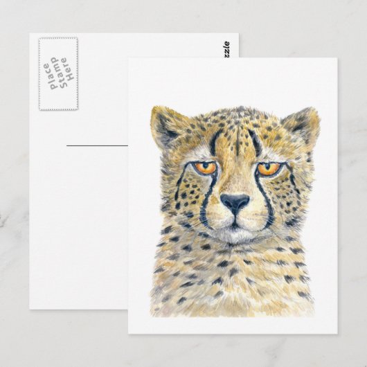 チータ ポストカード (正面/裏面)