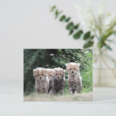 チータ ポストカード (スタンド正面)