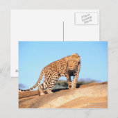 チータ ポストカード (正面/裏面)