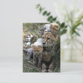 チータ ポストカード (スタンド正面)