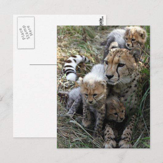 チータ ポストカード (正面/裏面)