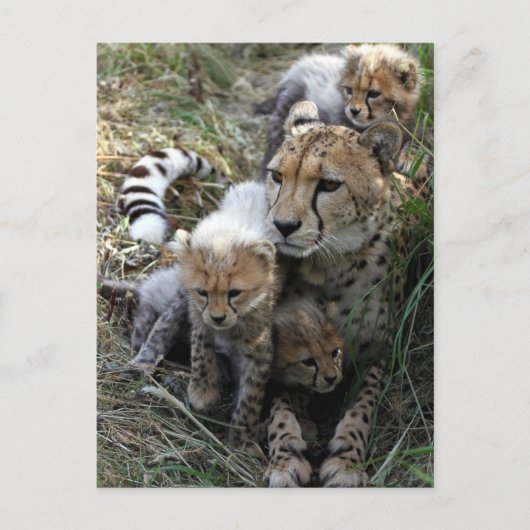 チータ ポストカード (正面)