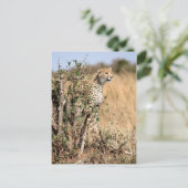 チータ ポストカード (スタンド正面)