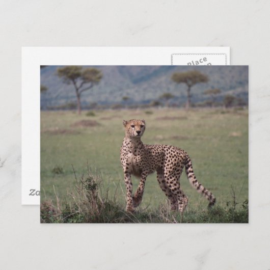 チータ ポストカード (正面/裏面)