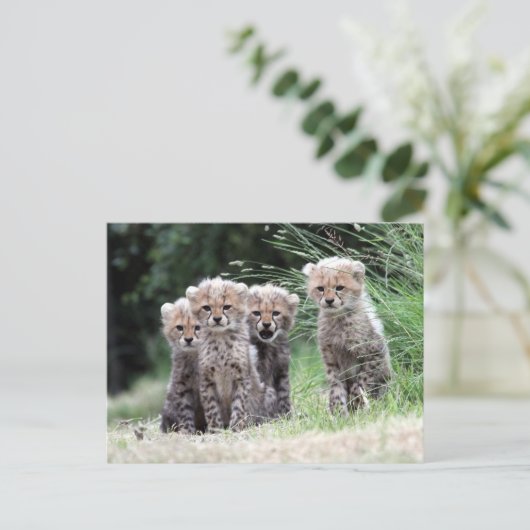 チータ ポストカード (スタンド正面)