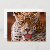 チータ ポストカード