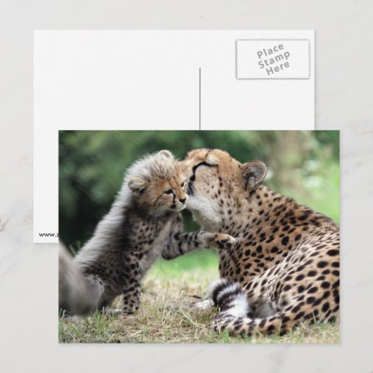 チータ ポストカード (正面/裏面)