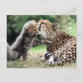 チータ ポストカード (正面)