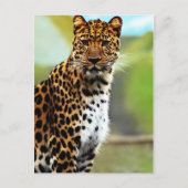 チータ ポストカード (正面)
