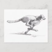 チータ ポストカード (正面)