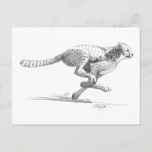 チータ ポストカード (正面)