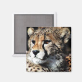 チータ マグネット (正面/裏面)