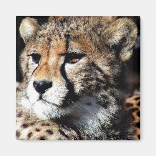 チータ マグネット (正面)