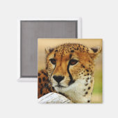 チータ マグネット (正面/裏面)