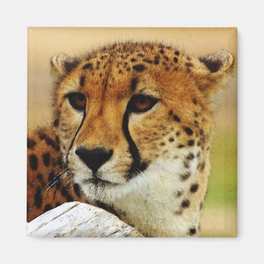 チータ マグネット (正面)