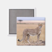 チータ マグネット (正面/裏面)