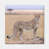 チータ マグネット (正面)