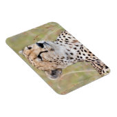 チータ マグネット (右側)