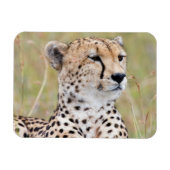 チータ マグネット (横)