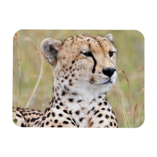 チータ マグネット (横)